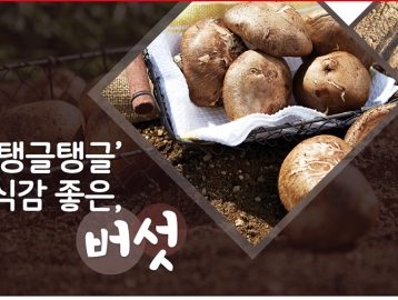 '탱글탱글' 식감 좋은, 버섯